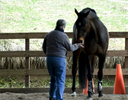 Teri works with a horse at Phoenix Farm